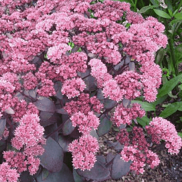 Очиток гибридный Xenox