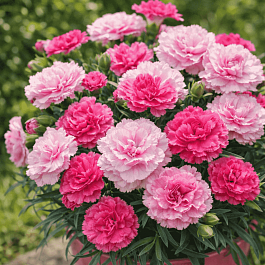 Гвоздика  I Love U