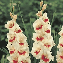 Гладиолус Mary Housley