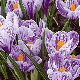 Крокус крупноцветковый Pickwick