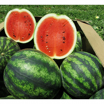 Арбуз Американец F1