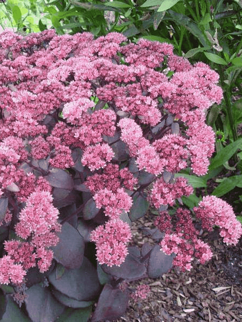 Очиток гибридный Xenox