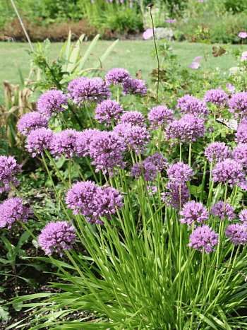 Лук гибридный Миллениум