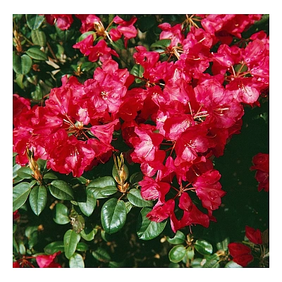 taxus media hilli Taxus media Hillii