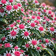 Астра бокоцветная Lady in Black