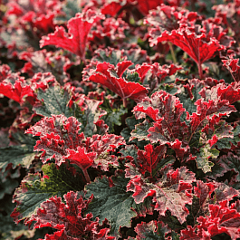 Гейхера Purple Petticoats