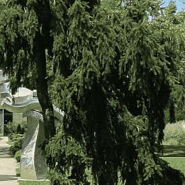 Ель обыкновенная Pendula Major