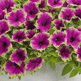 Петуния Crazytunia Kermit Purple (Кашпо)