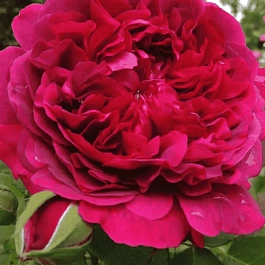 Роза Английская кустовая William Shakespeare