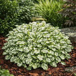 Живучка ползучая Princess Leia