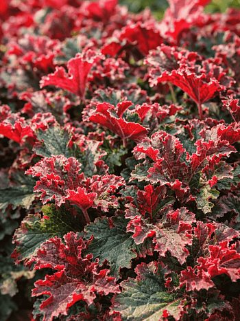 Гейхера Purple Petticoats