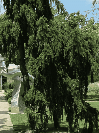 Ель обыкновенная Pendula Major