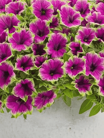 Петуния Crazytunia Kermit Purple (Кашпо)