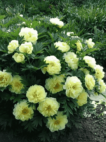 Пион ИТО Bartzella