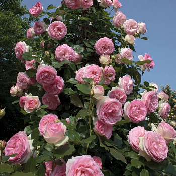 Роза плетистая Пьер де Ронсар Роза плетистая Пьер де Ронсар