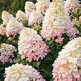Гортензия метельчатая FireLight