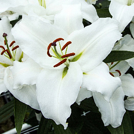 Лилия восточная Фулл Мун