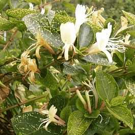 Жимолость японская Aureoreticulata