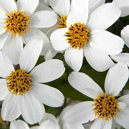 Биденс Pirate's Pearl