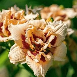 Лилейник Roswitha