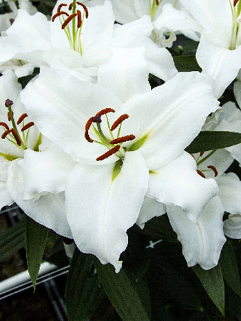 Лилия восточная Фулл Мун