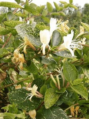 Жимолость японская Aureoreticulata