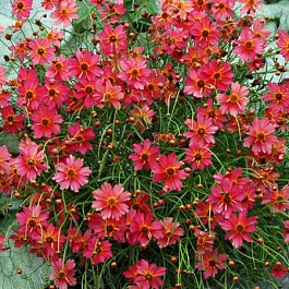 Кореопсис Ром Пунш