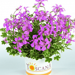 Пеларгония плющелистная Toscana Francis Parmeter