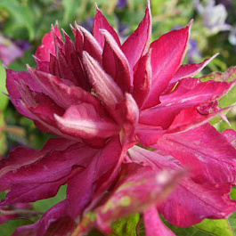 Клематис крупноцветковый Каэн