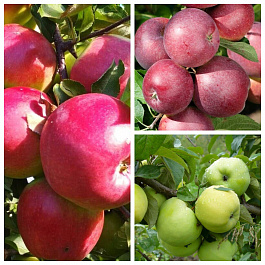 Дерево-сад (2-3х летка) яблоня 3 сорта Лигол-Спартан-Антоновкая обыкновенная Дерево-сад (2-3х летка) яблоня 3 сорта Лигол-Спартан-Антоновкая обыкновенная