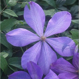Клематис крупноцветковый Миссис Холмонделей Клематис крупноцветковый Миссис Холмонделей