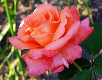 Роза чайно-гибридная Султан