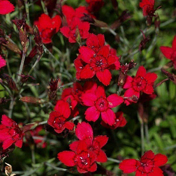 Гвоздика травянка Бриллиант Ред
