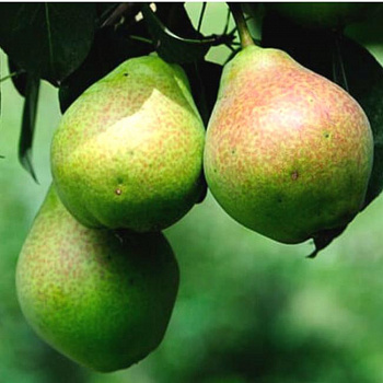 Груша плодовая Пермячка Груша плодовая Пермячка