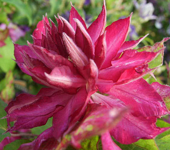 Клематис крупноцветковый Каэн