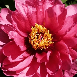 Пион ИТО Yankee Doodle Dandy