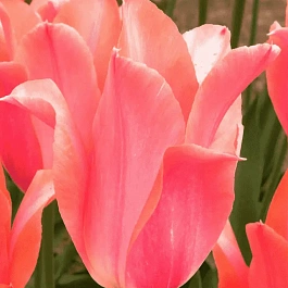 Тюльпан Перестройка