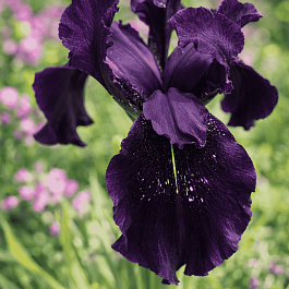 Ирис золотисто-расписной Black Form