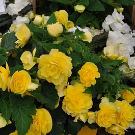 Бегония клубневая Nonstop Yellow