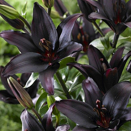 Лилия азиатская Блэк Чарм
