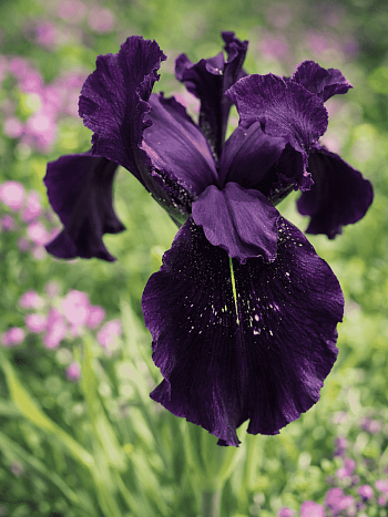 Ирис золотисто-расписной Black Form