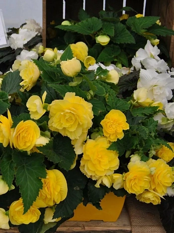 Бегония клубневая Nonstop Yellow