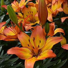 Лилия азиатская горшечная Сансет Джой