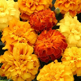 Бархатцы триплоидные Зенит Дип Оранж