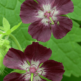 Герань красно-бурая Album