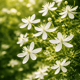 Клематис трехцветковый Максимовича