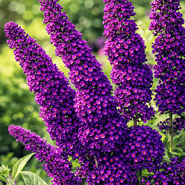 Буддлея давида Black Knight