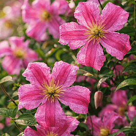 Клематис Krakowiak