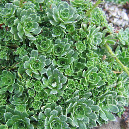 Камнеломка вязовая Бобо