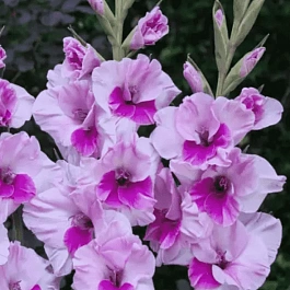 Гладиолус Sacramento